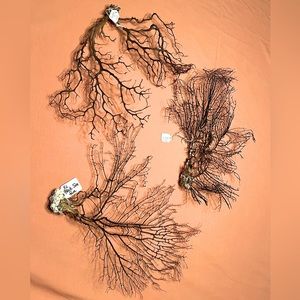 Gifts from the sea! It’s So Beachy Black Sea Fans, also known as black Coral!